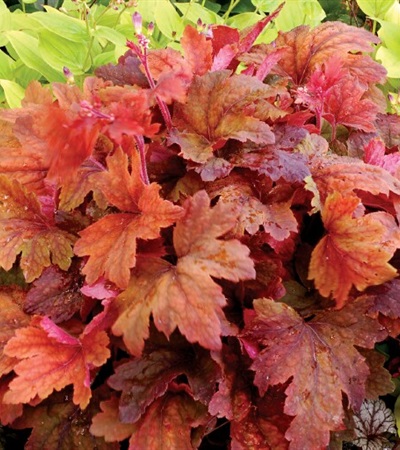 Foamy Bells Sweet Tea